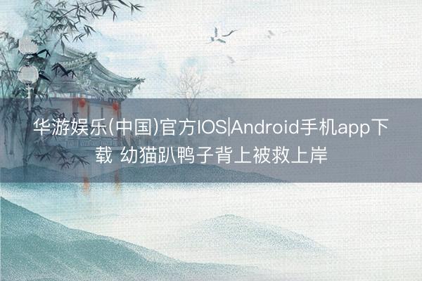 华游娱乐(中国)官方IOS|Android手机app下载 幼猫趴鸭子背上被救上岸
