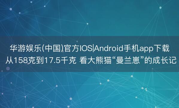 华游娱乐(中国)官方IOS|Android手机app下载 从158克到17.5千克 看大熊猫“曼兰崽”的成长记